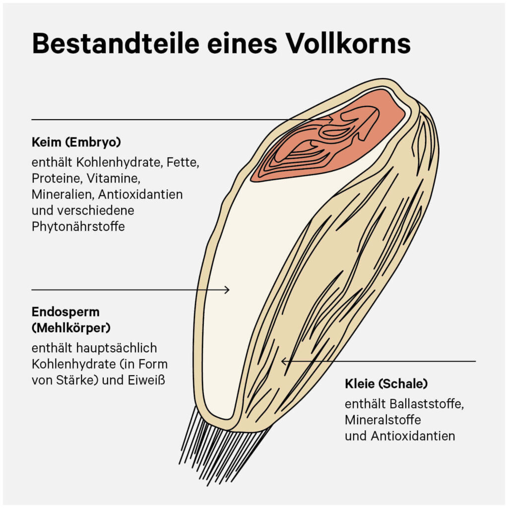 Illustration der Bestandteile eines Vollkorns