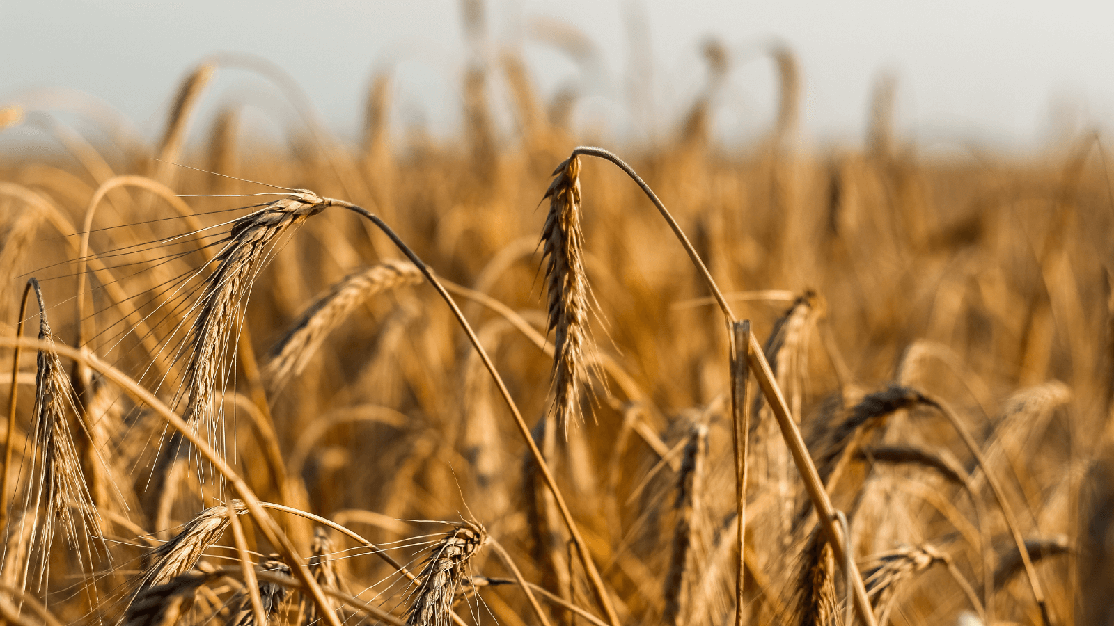 Nahaufnahme Feld mit Weizen