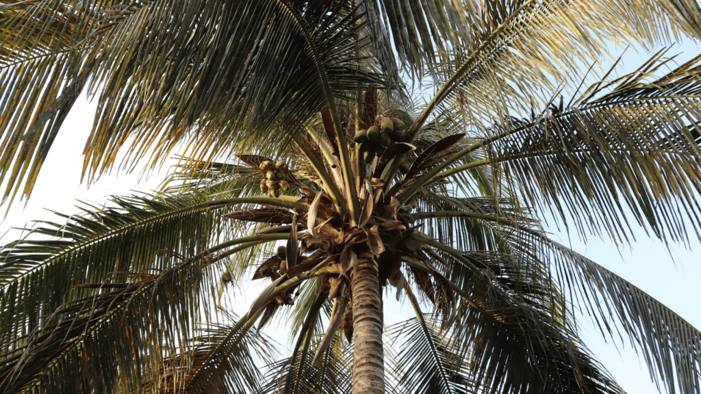 Nahaufnahme einer Palme mit Kokosnüssen