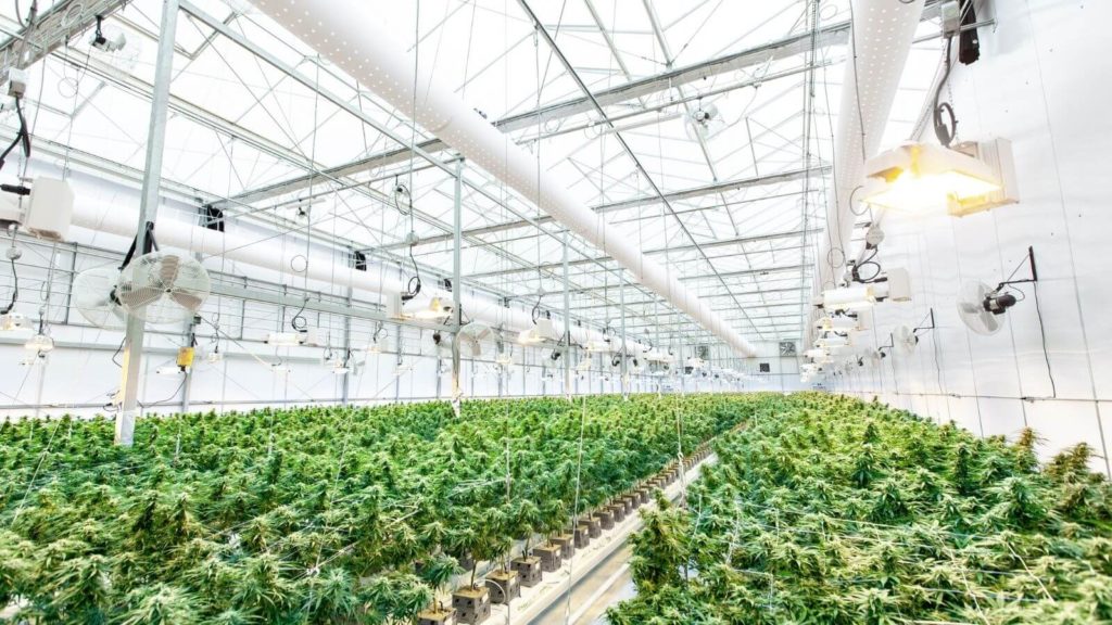 Großes Gewächshaus, in dem Cannabis angebaut wird
