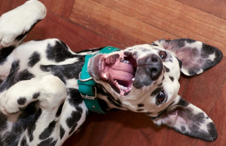 Was ist Glück? Hund auf dem Boden