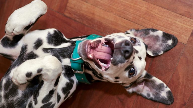 Was ist Glück? Hund auf dem Boden