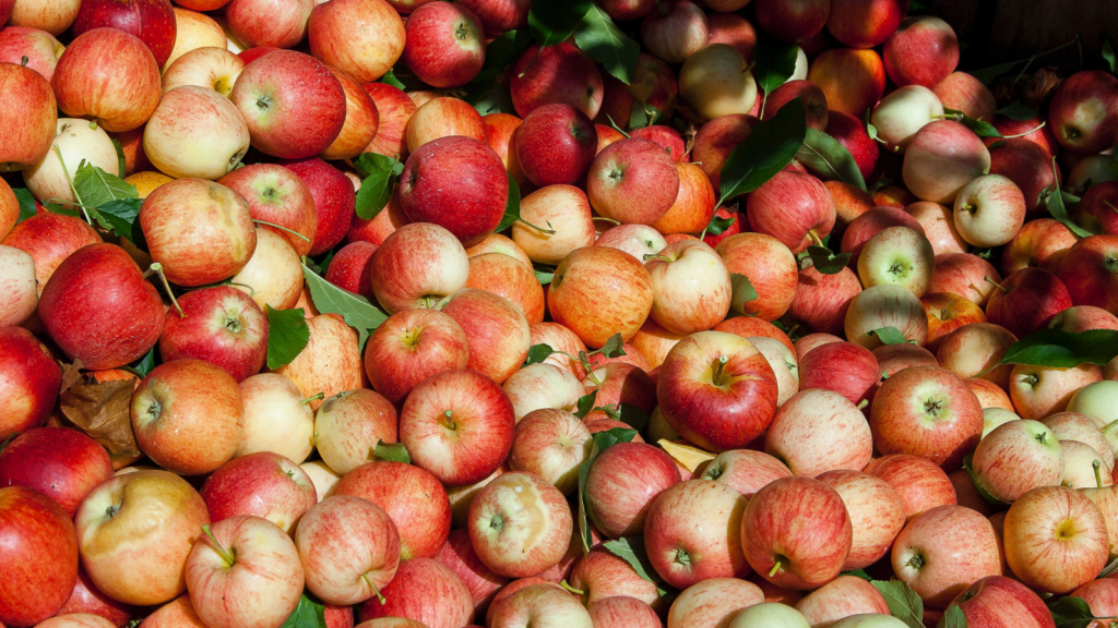 Frische Äpfel vom Feld