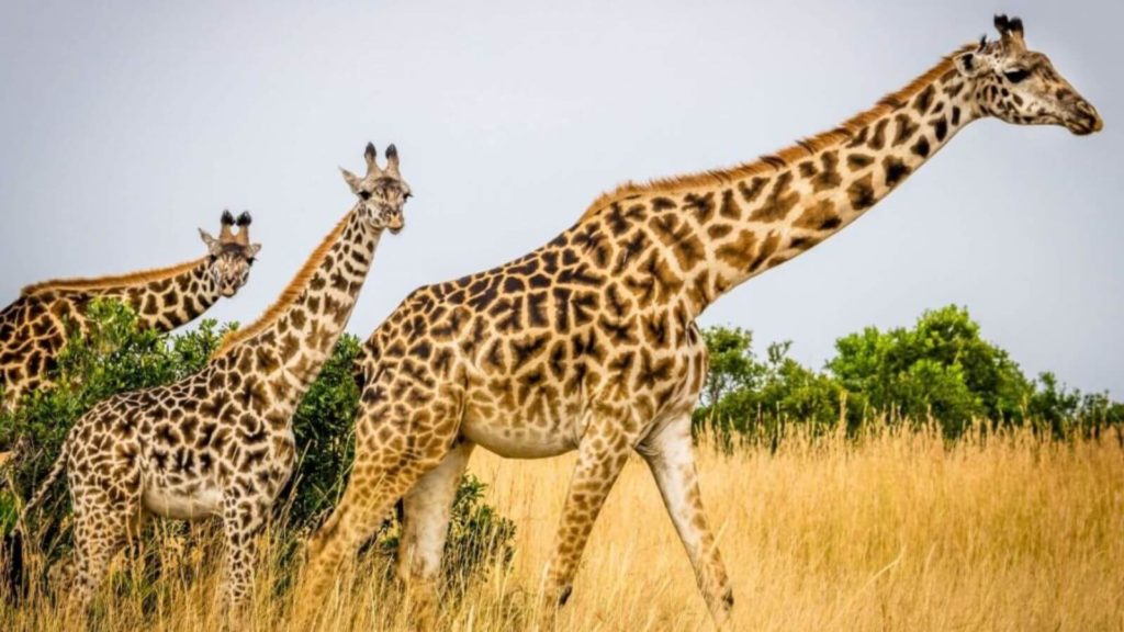 Drei Giraffen auf einem Feld