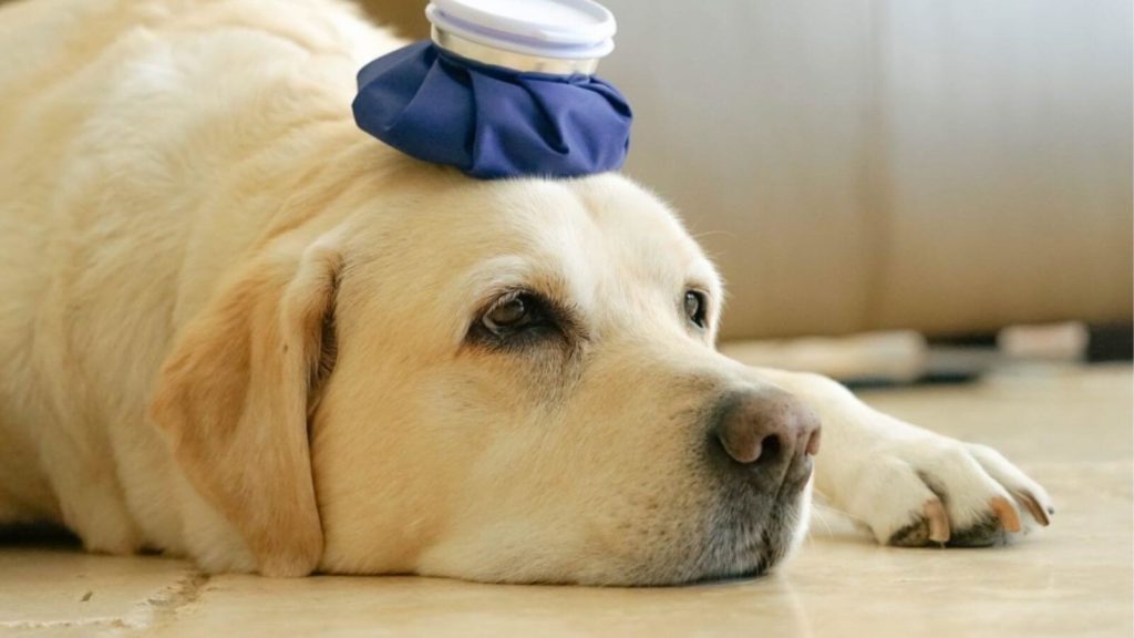 Hund mit Kühlbäutel auf dem Kopf