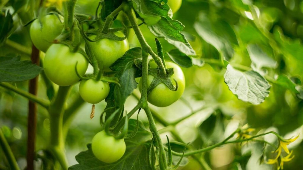 Tomaten in verschiedenen Formen und Farben. Allesamt Nachtschattengewächse.