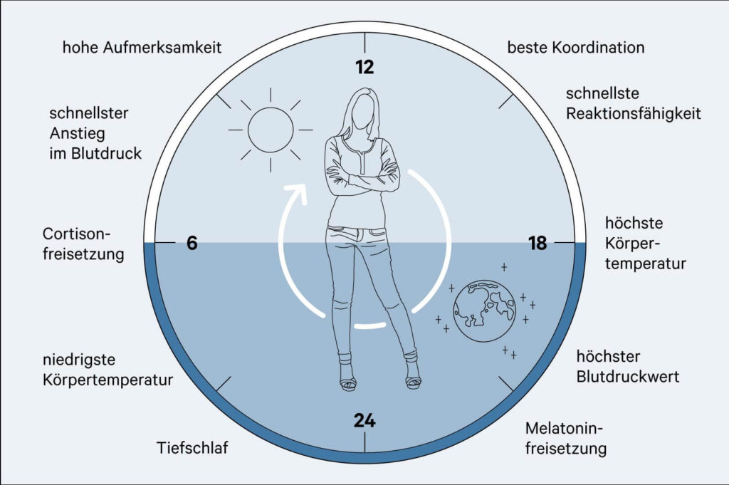 Tages- und Schlafrhythmus Infografik