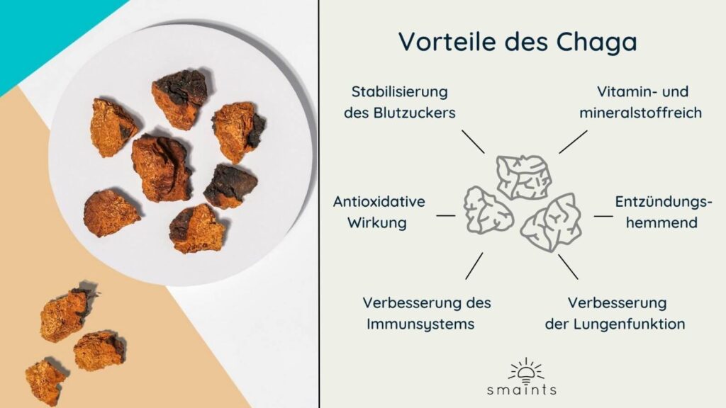 Chaga Vitalpilz Wirkung Übersicht