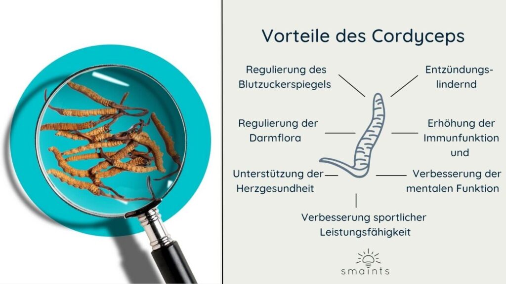 Cordyceps Vitalpilz Wirkung Übersicht