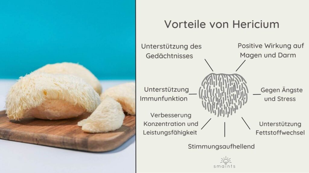 Hericium Vitalpilz Wirkung Übersicht