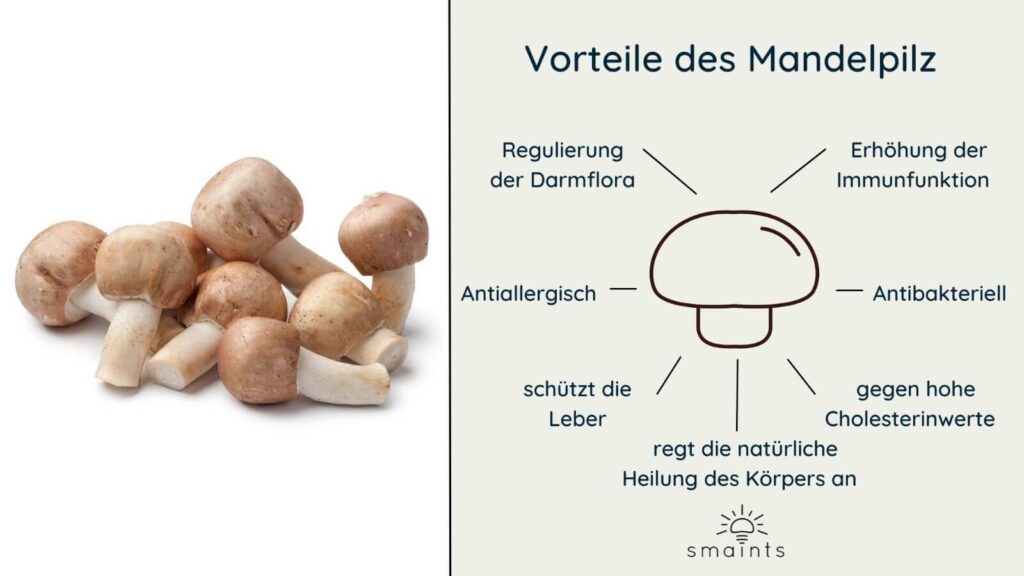 Mandelpilz Vitalpilz Wirkung Übersicht