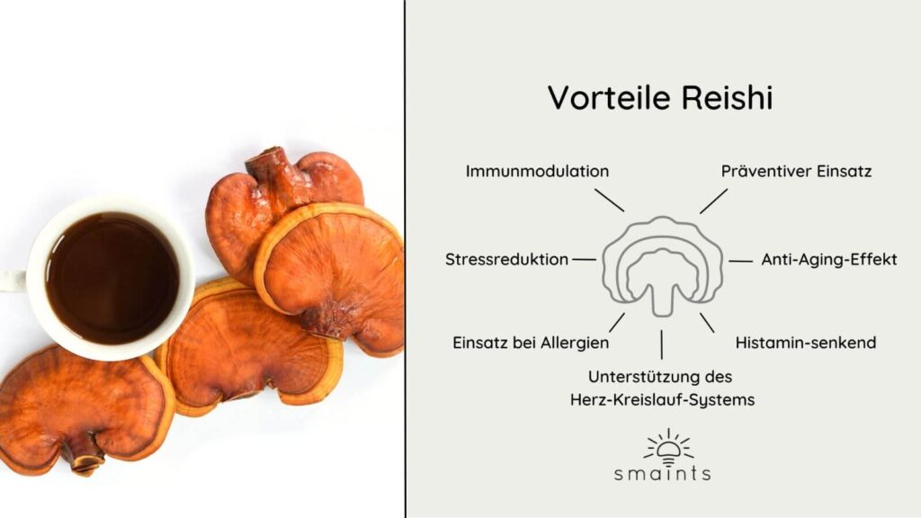 Reishi Vitalpilz Wirkung Übersicht