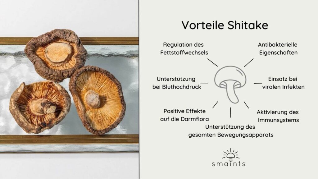 Shiitake Vitalpilz Wirkung Übersicht